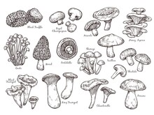 Forest Mushrooms Sketch. Vintage Plants, Engraving Mushroom. Isolated Chanterelle Shiitake Champignon, Tasty Cooking Ingredient Vector Set. Fungus And Chanterelle, Edible Sketch Vegetable Illustration
