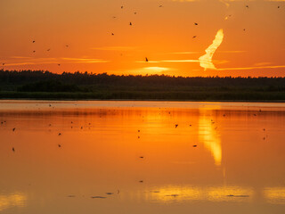 Wall Mural - swallows catching insects just above the water surface by the lake during the picturesque sunset