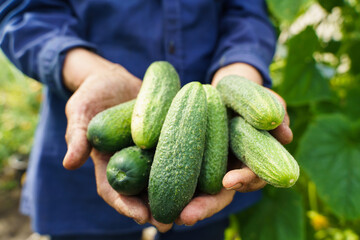 The farmer's hands are holding cucumbers. A farmer works in a greenhouse. Rich harvest concept