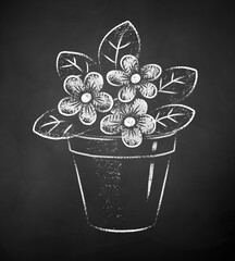 Canvas Print - Chalk drawn illustration of flower in pot