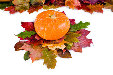 Wall Mural - Pumpkin on the fallen autumn leaves isolated on a white background.