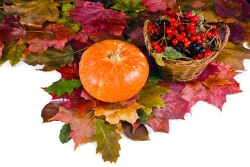 Wall Mural - Background of fallen autumn leaves with pumpkin and basket of berries isolated on a white background. 