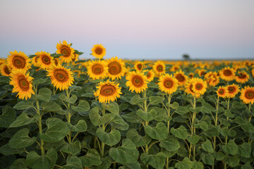 Wall Mural - Blooming yellow sunflower field at sunrise in summer. natural background.