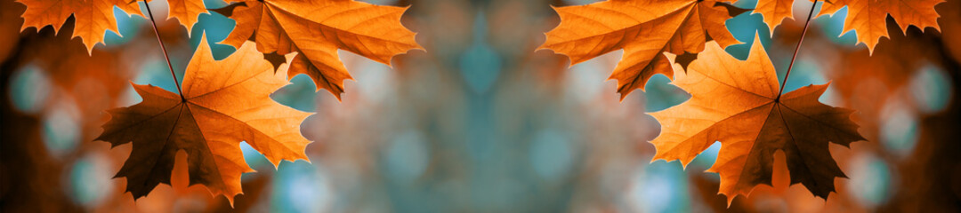 red maple leaves on the branches