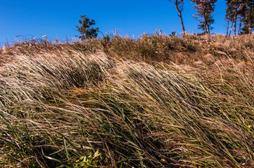 Canvas Print - The beautiful seascape wind and reeds.