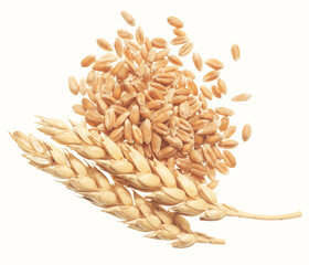 Wall Mural - Wheat on white