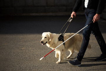 young blind man with stick and guide dog walking, golden retriever help owner to cross streets