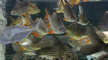 Diversity of tropical fishes in exotic decorative aquarium. Assortment in chatuchak fish market pet shops. Close up of colorful pets displayed on stalls. Variety for sale on counter, trading on bazaar