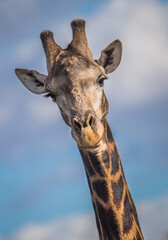 Wall Mural - Portrait einer männlichen Giraffe (giraffa camelopardis), die von oben in das Safari-Auto hineinschaut