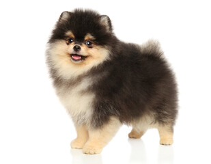 Wall Mural - Pomeranian puppy stands in stand