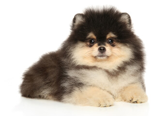 Wall Mural - Pomeranian puppy poses on a white background