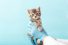 Striped Gray Cat In Doctor Hands On Color Blue Background.Kitten Vet Examining. Kitten Pet Check Up, Vaccination In Veterinarian Animal Clinic. Health Care Domestic Animal.