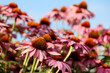 Rudbeckia flowers in summer against blue sky, colorful floral background. Echinacea purpurea, healing herb for immune system