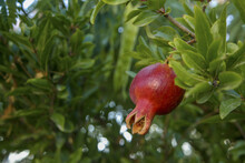 Young Pomegranate On A Green Branch