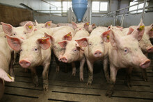 Lots Of Pigs In Animal Shed Eating, Standing And Lying. Meat Industry Concept