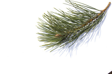 the image of a branch of the pine, isolated, on a white background