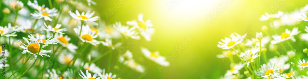 Chamomile flowers (Matricaria recutita), blooming plants in the spring meadow on a sunny day, closeup with space for text - obrazy, fototapety, plakaty 