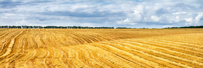 Canvas Print - Rural landscape, panorama, banner - view of the harvested wheat field in the rays of the summer sun