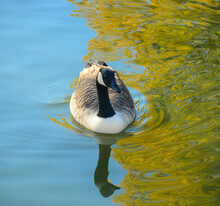 Beautiful Goose Wading In The Water.