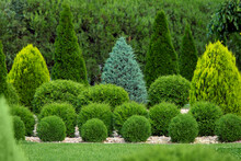 Greenery Landscaping Of A Backyard Garden With Evergreen Thuja And Cypress In A Greenery Park With Decorative Landscape Trees And Bushes, Nobody.