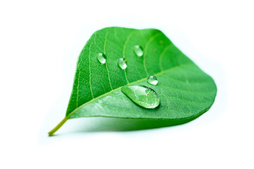 Close up of water drops on green leave and white background.