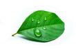 green leaf with drops of water on white background