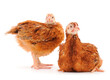 © Galyna - Two brown hen isolated.