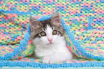 Wall Mural - Portrait of a gray and white tabby kitten laying inside a handmade crochet multicolored baby blanket looking slightly to viewers right.