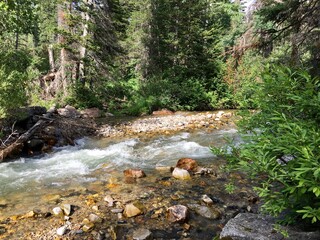 stream in the forest