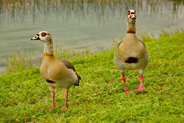 Two Egyptian geese