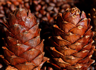 Wall Mural - two ripe cedar cones.