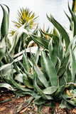 Fototapeta Kuchnia - Young shoots of agave with a large yellow flower on the ground.