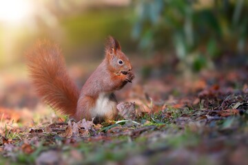 Wall Mural - little red squirrel, sciurus vulgaris, biting in forest in sun light. small red fluffy animal eating