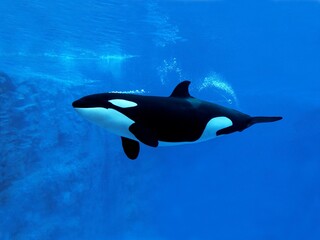 Wall Mural - killer whale, orcinus orca, adult, underwater view