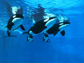 Wall Mural - killer whale, orcinus orca, females with calf