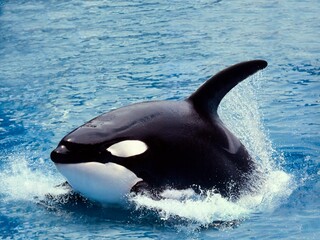 Wall Mural - killer whale, orcinus orca, adult swimming at surface