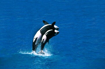 Wall Mural - killer whale, orcinus orca, female with calf breaching