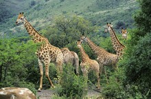 Rothschild's Giraffe, Giraffa Camelopardalis Rothschildi, Group With Adults And Young, Kenya