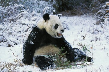 Wall Mural - giant panda, ailuropoda melanoleuca, adult sitting on snow, wolong reserve in china