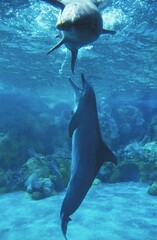 Wall Mural - bottlenose dolphin, tursiops truncatus, adults playing, underwater view