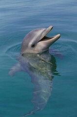 Wall Mural - bottlenose dolphin, tursiops truncatus, head of adult emerging from water