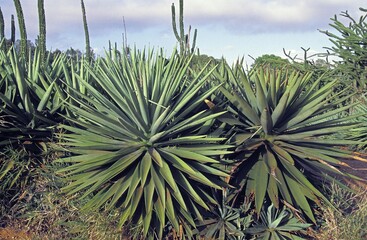 Sisal Plant, agave sisalana, Plantation near Fort Dauphin in Madagascar