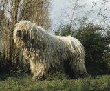 Fototapeta Konie - Komondor Dog, Adult standing on Grass