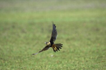 Wall Mural - aplomado falcon, falco femoralis, adult in flight, los lianos in venezuela