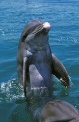 Wall Mural - bottlenose dolphin, tursiops truncatus, adult leaping