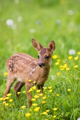 Poster - Roe Deer, capreolus capreolus, Foan with Flowers, Normandy