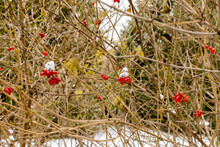 Bush With Red Berries Covered By Snow