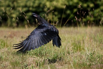 Wall Mural - common raven, corvus corax, adult in flight
