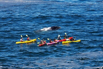 Wall Mural - kayak with southern right whale, eubalaena australis, head of adult at surface, near hermanus in sou