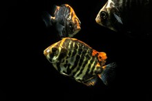 African Scat Or Strifed Scat, Scatophagus Tetracanthus, Fishes Against Black Background